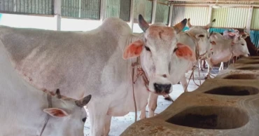 Sirajganj farmers gear up for Eid cattle trade with over 617,000 sacrificial animals