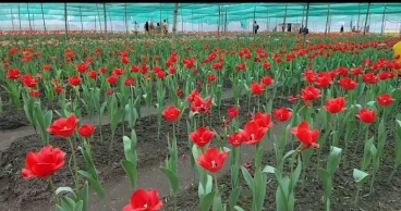 Tetulia’s Tulip: Boosting tourism, regional economy
