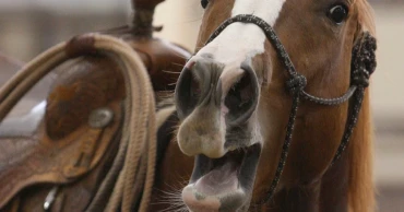 The secret behind a horse’s whinny: Scientists reveal how It works