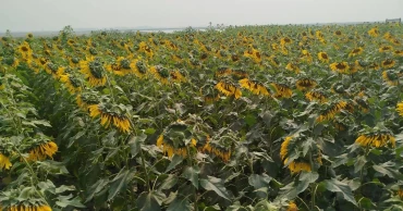 Golden Shift on Teesta: Sunflowers replace tobacco in Lalmonirhat’s char lands