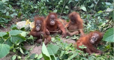 Baby orangutans found in India highlight illegal wildlife trade, raise questions over billionaire's zoo