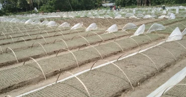 Jashore emerges as Bangladesh’s winter vegetable seedling hub