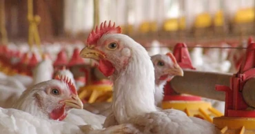 Experts, farmers warn of food security crisis over poultry import ban