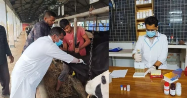 Hidden disease, hidden losses: How brucellosis is ravaging dairy farms in stealth