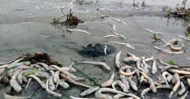 Meghna’s Toxic Turn: Mass fish deaths spark alarm among fisherfolk