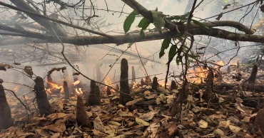 Sundarbans fire: No water sprayed even 12 hours after detection due to lack of nearby source