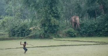 Human-elephant conflict intensifies in Sherpur border hills