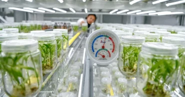 China harnesses AI to develop climate-resilient 'Super Crops,' reshaping global agriculture