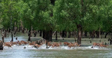 Sundarbans drive: 61 robber gang members held in 18 months