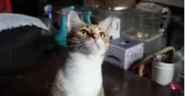 Vietnam police arrest 12 suspects in cat theft ring linked to meat trade