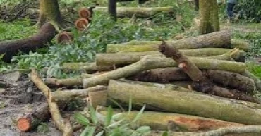 Govt promulgates ordinance with fines  for illegal tree cutting