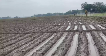 Naogaon farmers face uncertainty as unseasonal rain hits early crops