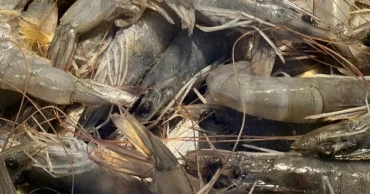 Bangladesh suspends Vannamei shrimp fry imports amid disease concerns