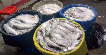 Hilsa floods Chandpur markets, prices drop