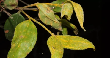 Scientists warn Australia’s “zombie tree” could disappear within a generation