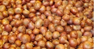 Onion prices jump to Tk 150 per kg in two days