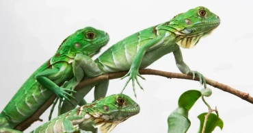 Taiwan plans to cull 120,000 green iguanas over agricultural damage
