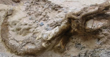 New two-clawed dinosaur species unearthed in Mongolia