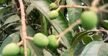 Heavy pesticide use in Rangpur mango farming sparks concerns