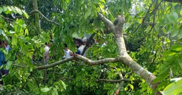 Man killed as tree falls on him in Lalmonirhat