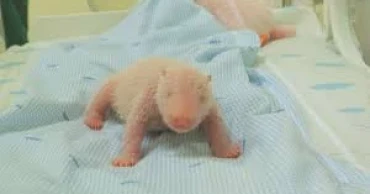 Indonesia’s first giant panda cub squeals and squirms in new park footage