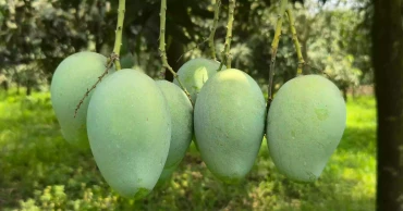 Mangoes worth Tk 300-400 crore go to waste in Naogaon every season; growers call for urgent action