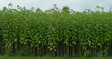 Magura farmers reject government jute seeds over poor yield