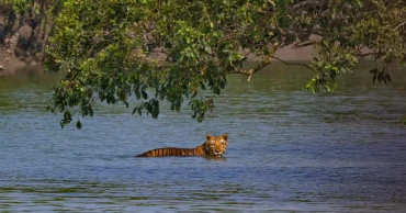 Tigers return but hunger lurks in Sundarbans
