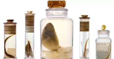 Scientists study Darwin’s 200-year-old specimens without opening jars