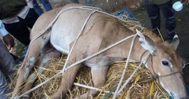 Injured nilgai rescued in Panchagarh
