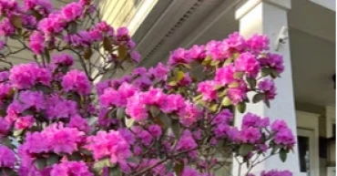 Proper timing key to successful shrub transplants, experts advise