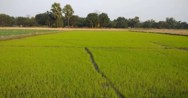 Govt to procure Boro paddy at Tk 36, rice Tk 49