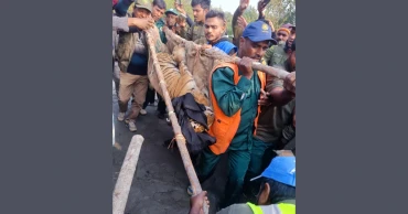 Tigress rescued from poacher’s trap in Sundarbans battles for life