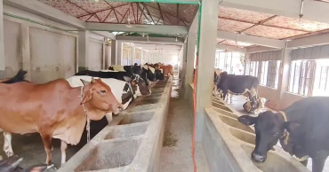 Cattle farmers worried over profits, seek curb on Indian influx