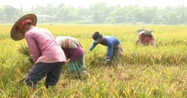 BWDB asks farmers in Sunamganj to harvest paddy early amid flood fears