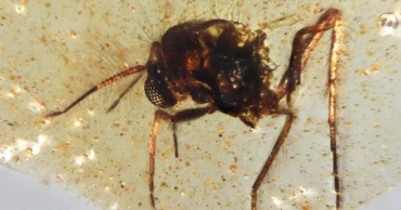 Discovery of amber-trapped insects offers new insights into ancient Amazon rainforest
