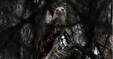 Kidnapped eagle returns to Serbia after dramatic rescue across the Middle East