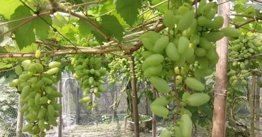 Foreign grape farming brings success in Kurigram, inspires local growers