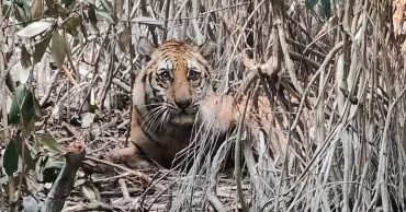 Tiger trapped in poachers’ snare in Sundarbans; rescue operation underway