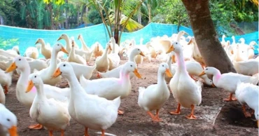 BAU researchers develop low-cost duck plague vaccine using local virus