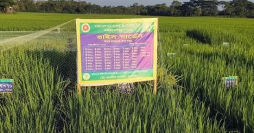One field, 52 rice varieties: Sunamganj farmers get new choice