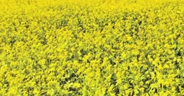 Sirajganj’s mustard fields bloom into golden seas, promise bumper harvest