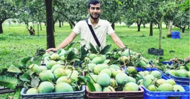 Haribhanga mango harvest turn Northern Bangladesh into hub of economic activity