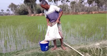 Overuse of chemical fertilisers threatens soil health in northern Bangladesh