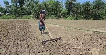 Fuel shortage casts shadow over jute farming in Faridpur