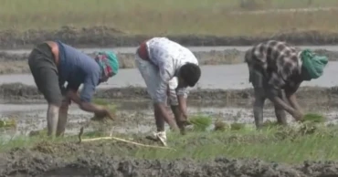 Boro cultivation in Narail gains full momentum under sunny skies