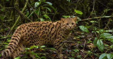 New wild cat species identified in Bolivia after more than a century