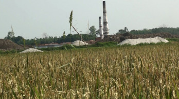 Brick kiln heat destroys paddy on 166 acres in Manikganj
