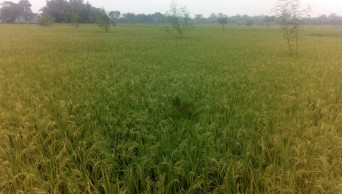 Aromatic rice drawing Dinajpur farmers with smell, profitability