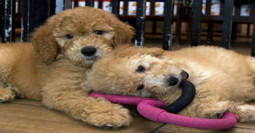 Judge upholds Maryland ban on pet stores' sale of cats, dogs